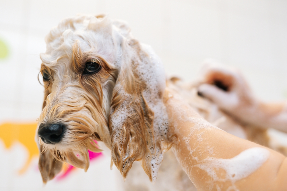 Best Shampoo For Labradoodle Keeping Your Furry Friend's Coat Clean