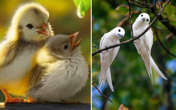 Chirp Up Your Space: Top Bird Decor Ideas for a Nature-Inspired Home